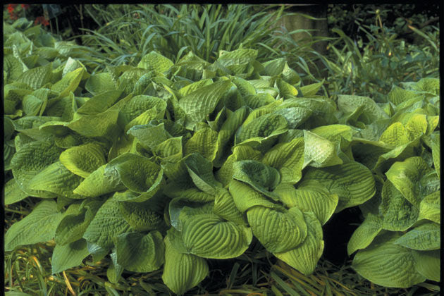 Hosta' August Moon Hosta