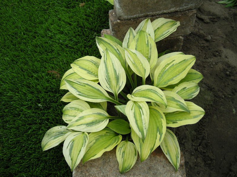 Hosta' Captains's Adventure