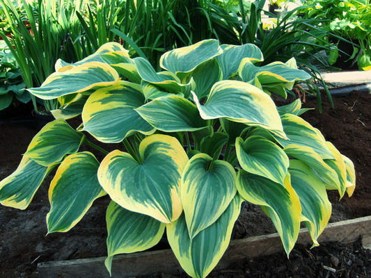 Hosta' Liberty