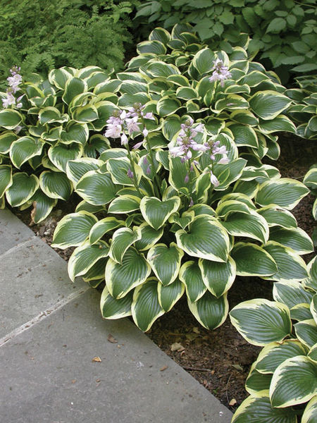 Hosta' Queen Josephine