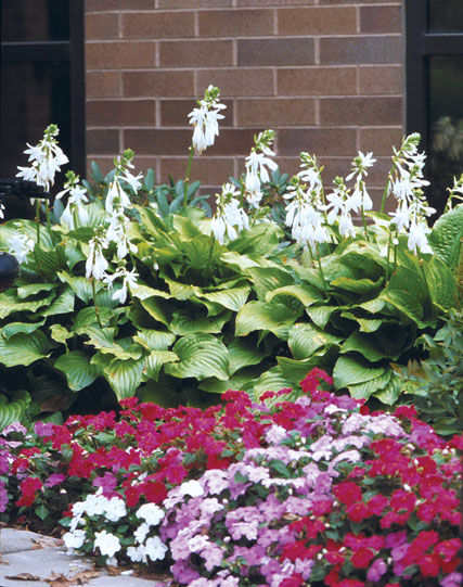 Hosta' Royal Standard