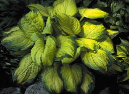 Hosta' Stained Glass