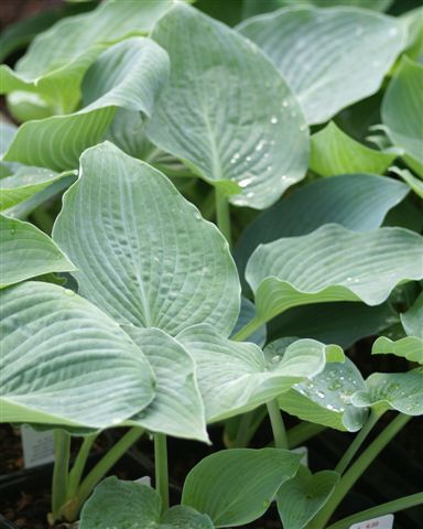 Hosta' True Blue