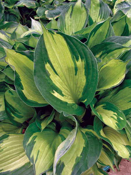 Hosta' Whirlwind