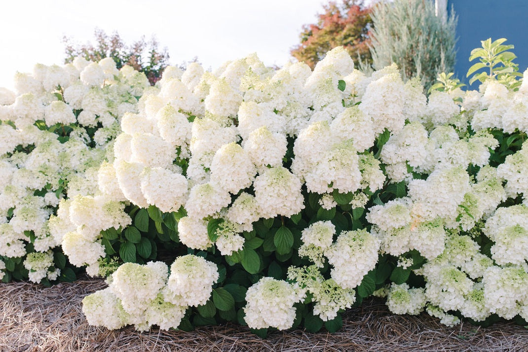 Hydrangea' Little Hottie