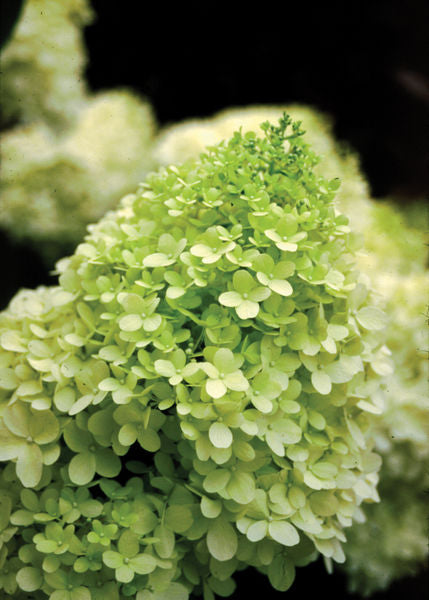 Hydrangea' Limelight