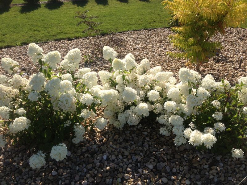 Hydrangea' Little Lamb