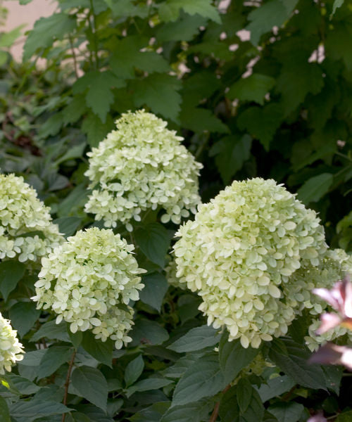 Hydrangea' Little Lime