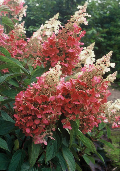 Hydrangea' Pinky Winky