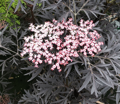 Sambucus' Black Lace® Elderberry