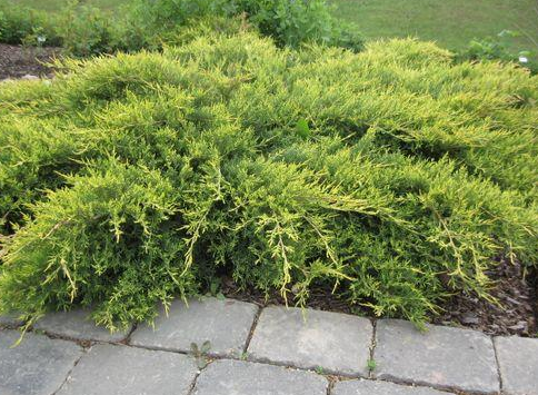 Juniperus' Gold Coast, Old Gold Juniper