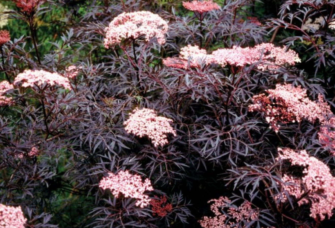 Sambucus' Black Lace® Elderberry