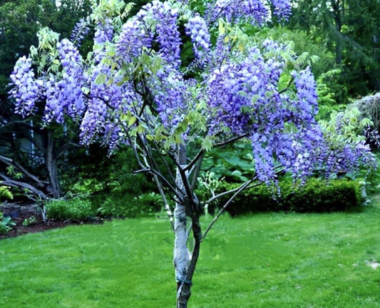 Wisteria' Blue Moon Tree Wisteria