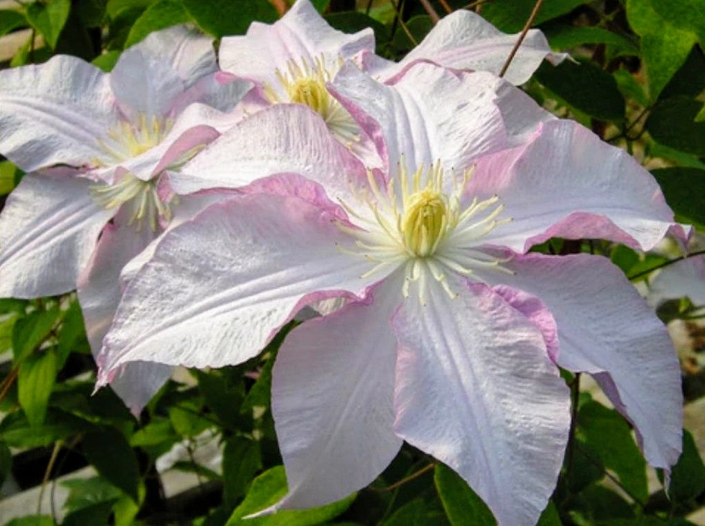 Clematis' Vancouver ™ Morning Mist