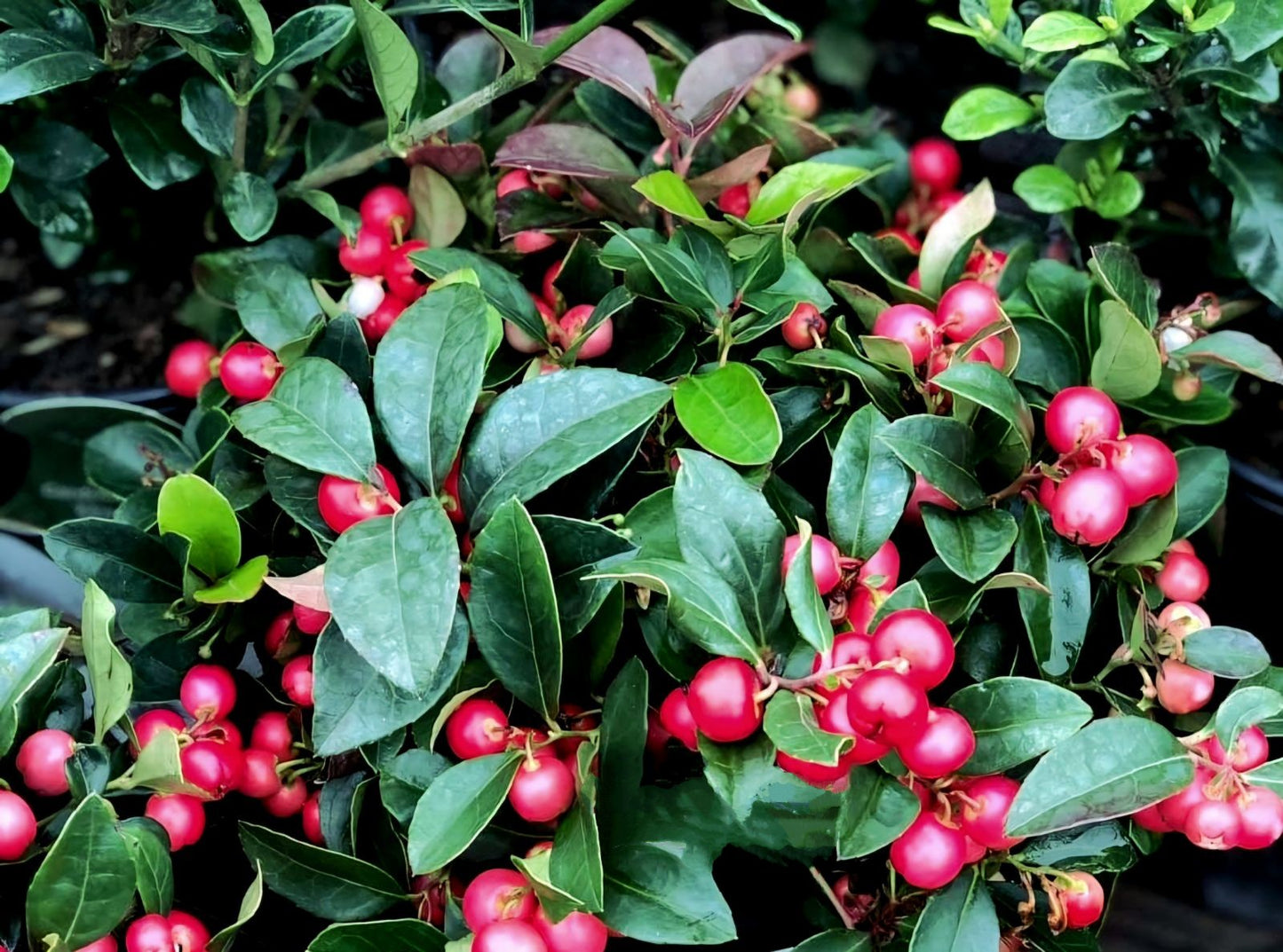 Gaultheria' Cherry Berries™ Wintergreen