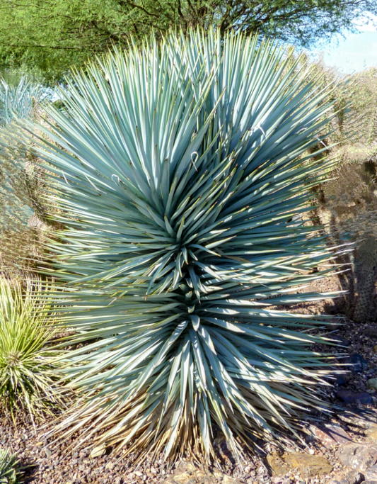 Yucca' Blue Sentry