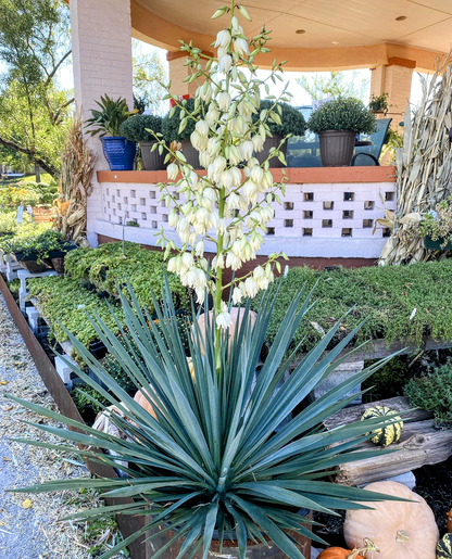 Yucca' Blue Sentry