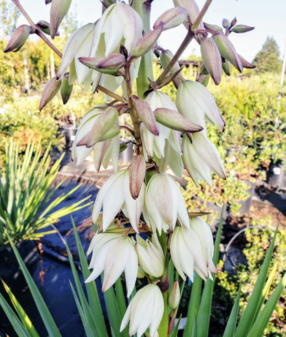 Yucca' Blue Sentry