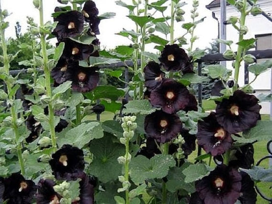 Alcea Rosea' Black Knight Specialty Hollyhock