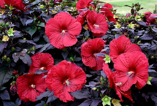 Hibiscus' Carousel Red Wine