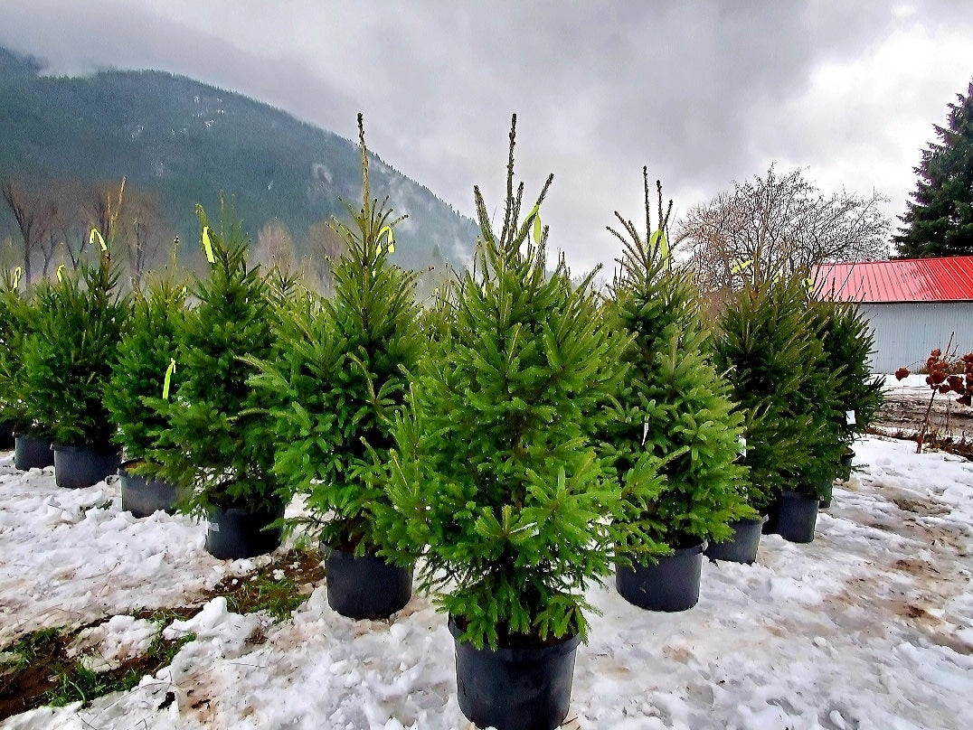 Picea' North Pole White Spruce