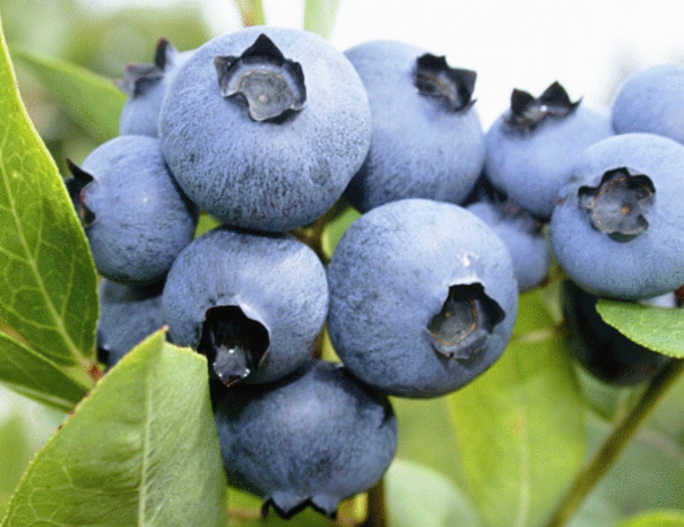 Vaccinium' "Bonus" Giant Blueberry