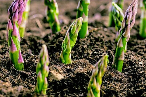 Asparagus' Jersey Knight, Variable Mature Crowns