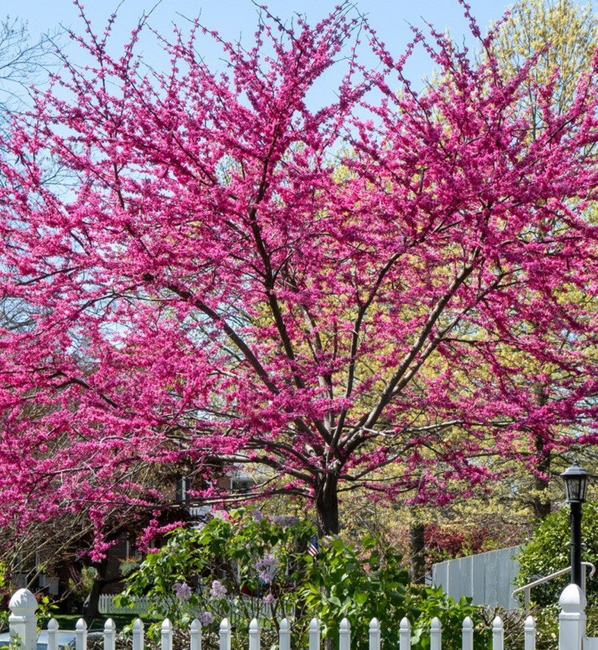 Cercis' MN Strain Cold Hardy Redbud Tree