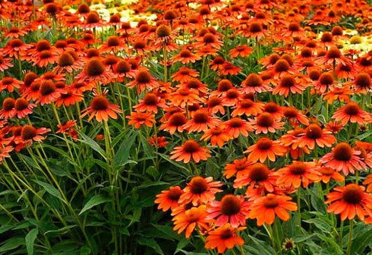 Echinacea' Artisan™ Soft Orange Coneflower