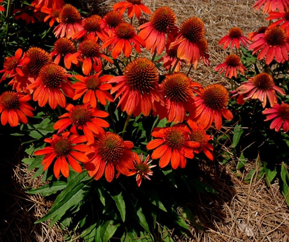 Echinacea' Artisan™ Red Ombre Coneflower