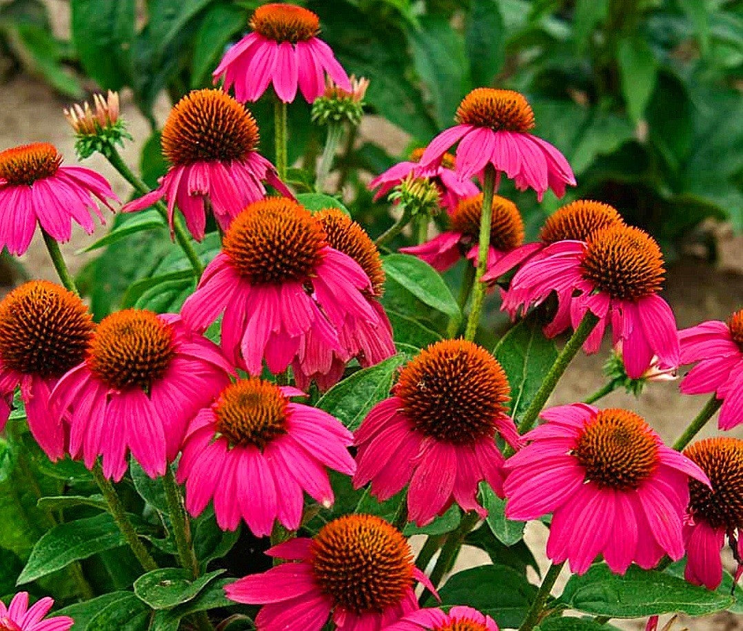 Echinacea' PowWow® Wildberry  Coneflower