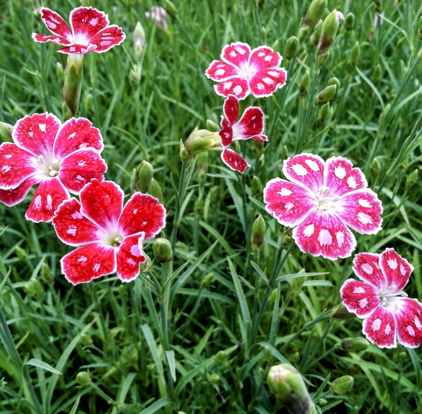 Dianthus' Spotty