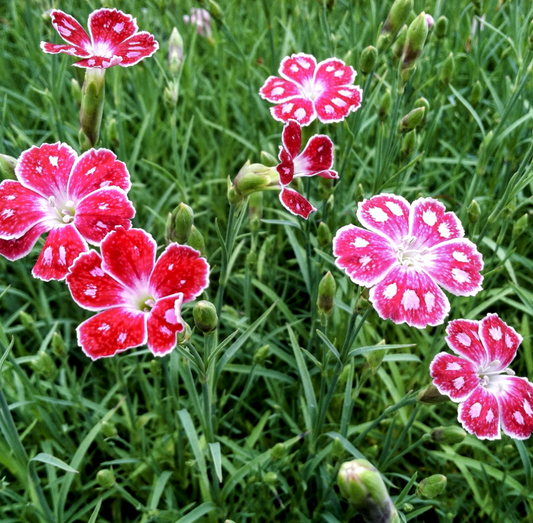 Dianthus' Spotty