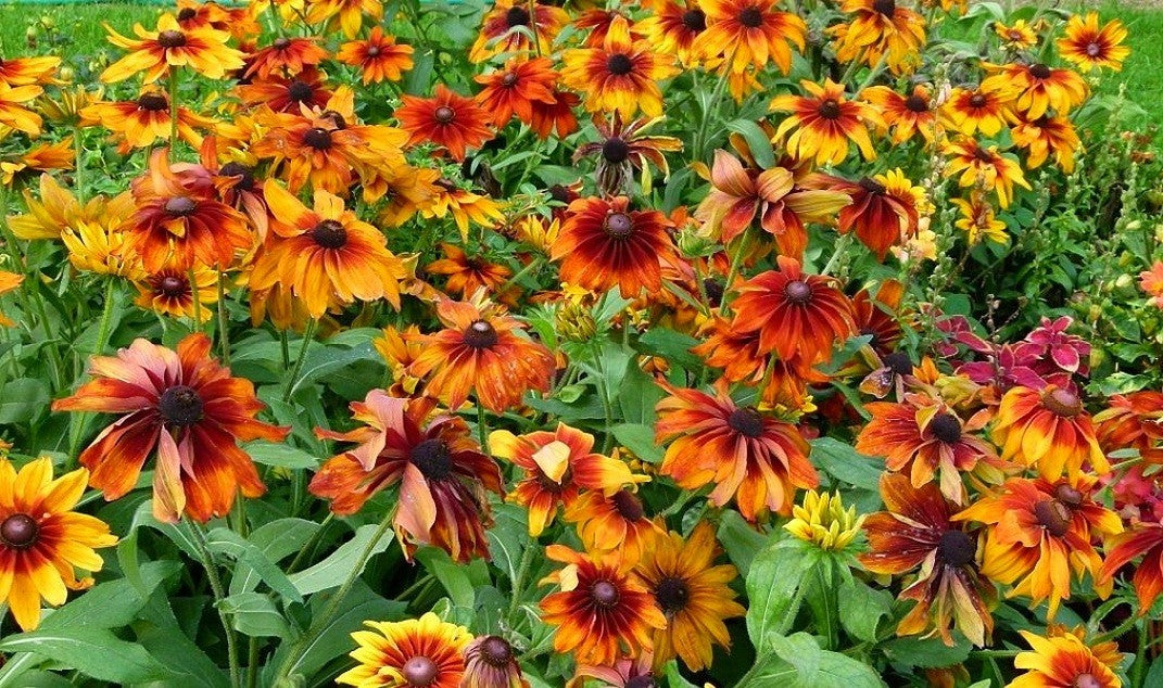 Rudbeckia' Rustic Colors