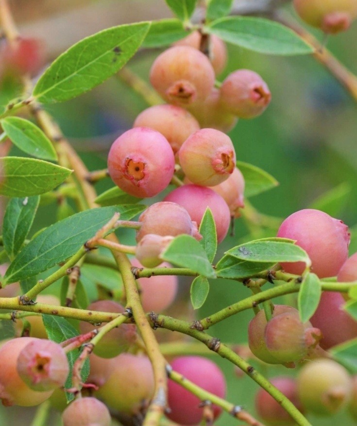 Vaccinium' Pink Popcorn Blueberry