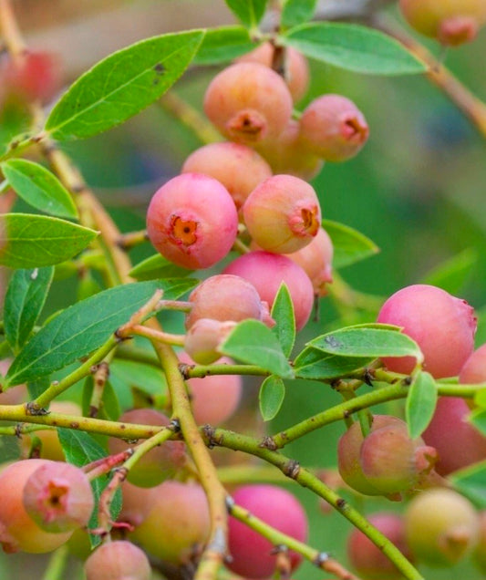 Vaccinium' Pink Popcorn Blueberry