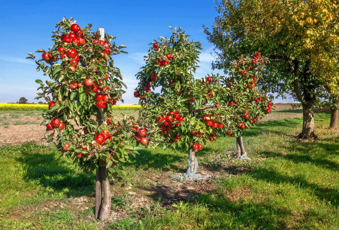 Malus' Super Dwarf Tokyo Rose Apple Tree