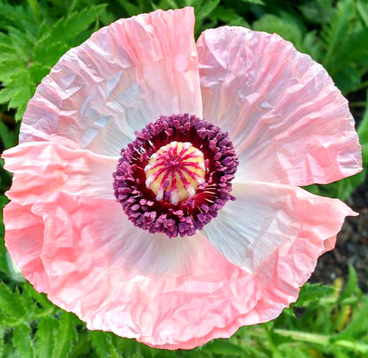 Papaver' Shasta Poppy