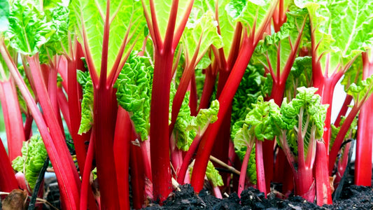 Rheum' Crimson Cherry Specialty Rhubarb