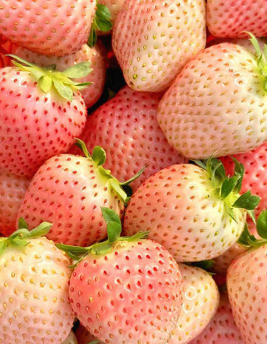 Fragaria' Flamingo Pink Strawberry