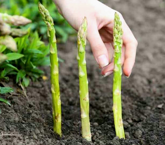 Asparagus' Equinox, Variable Mature Crowns