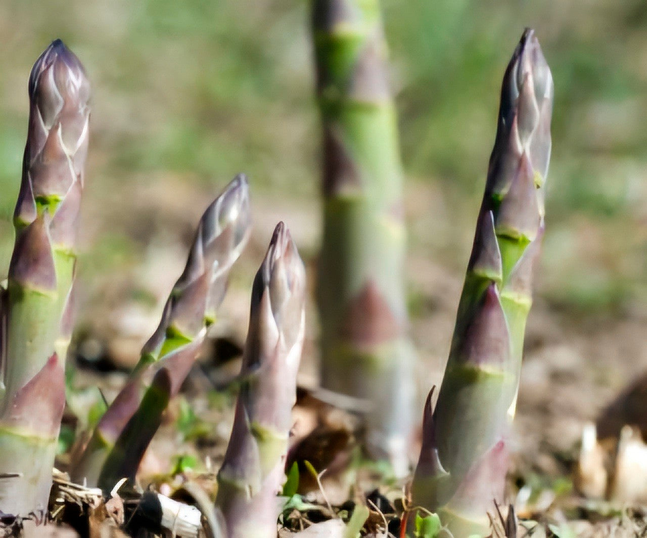 Asparagus' Eclipse, Variable Mature Crowns