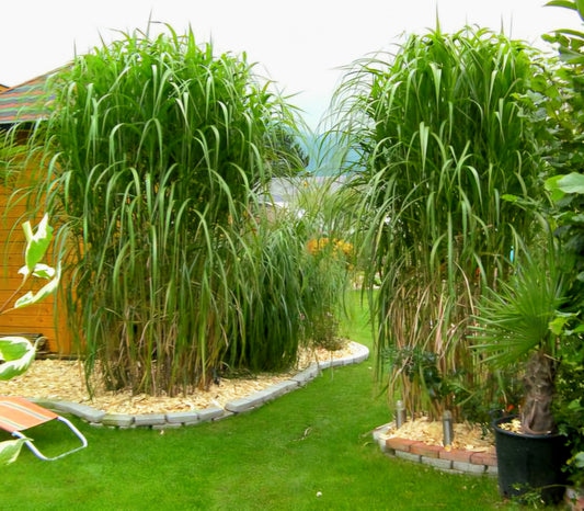 Miscanthus' Giant Miscanthus Grass