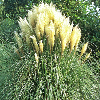 Smaccharum' Hardy Pampas Grass