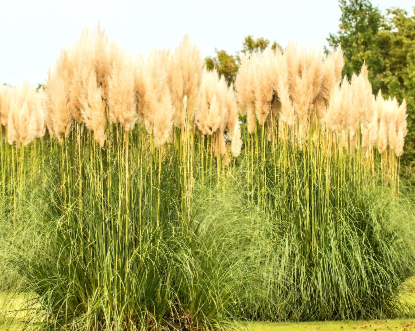 Smaccharum' Hardy Pampas Grass