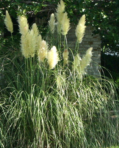 Smaccharum' Hardy Pampas Grass