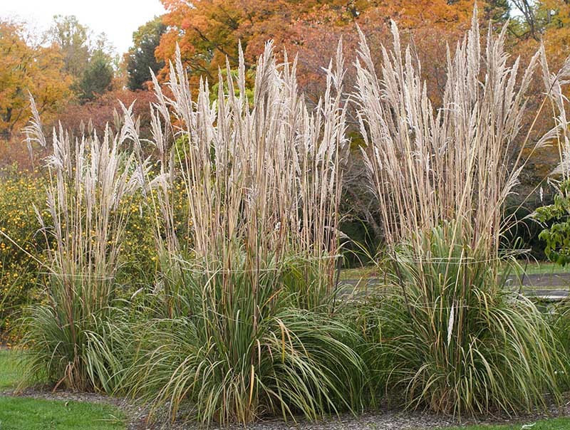 Smaccharum' Hardy Pampas Grass