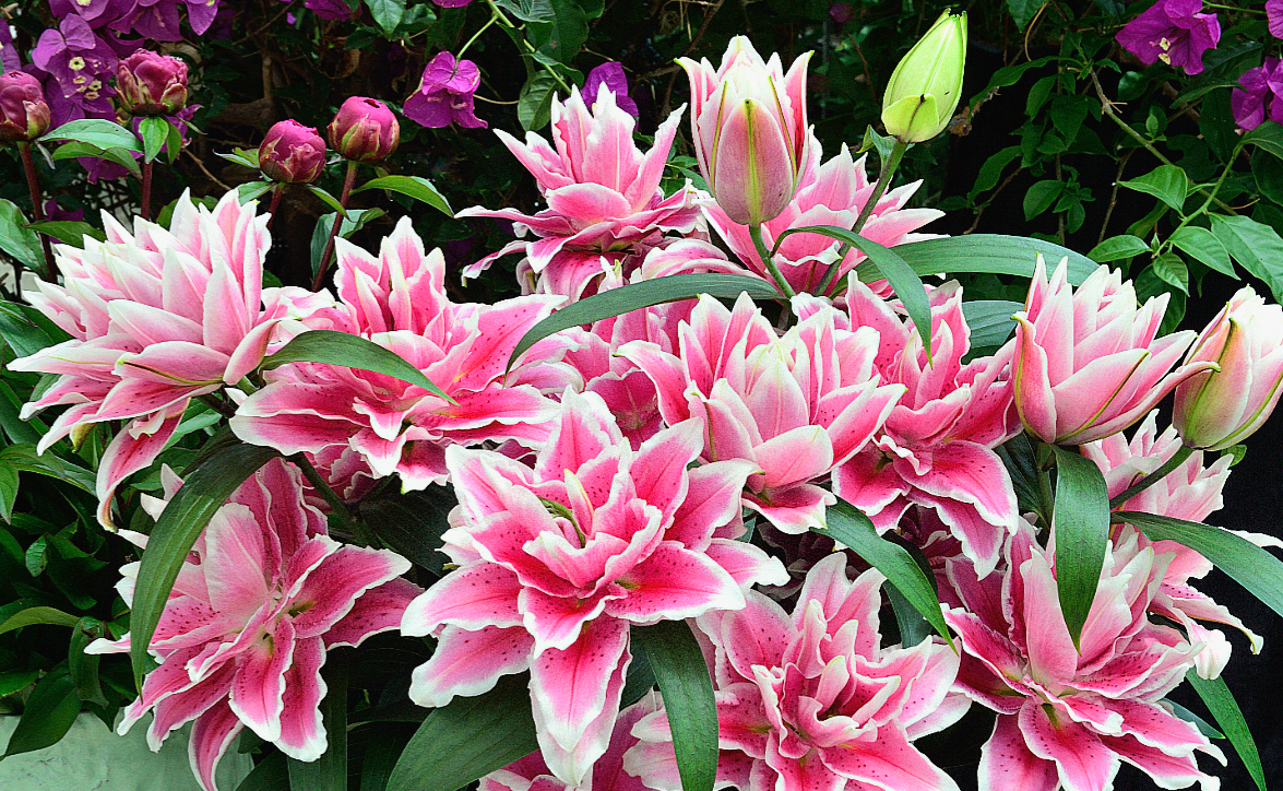 Lilium' Samantha Roselily LIMITED QUANTITIES AVAILABLE!