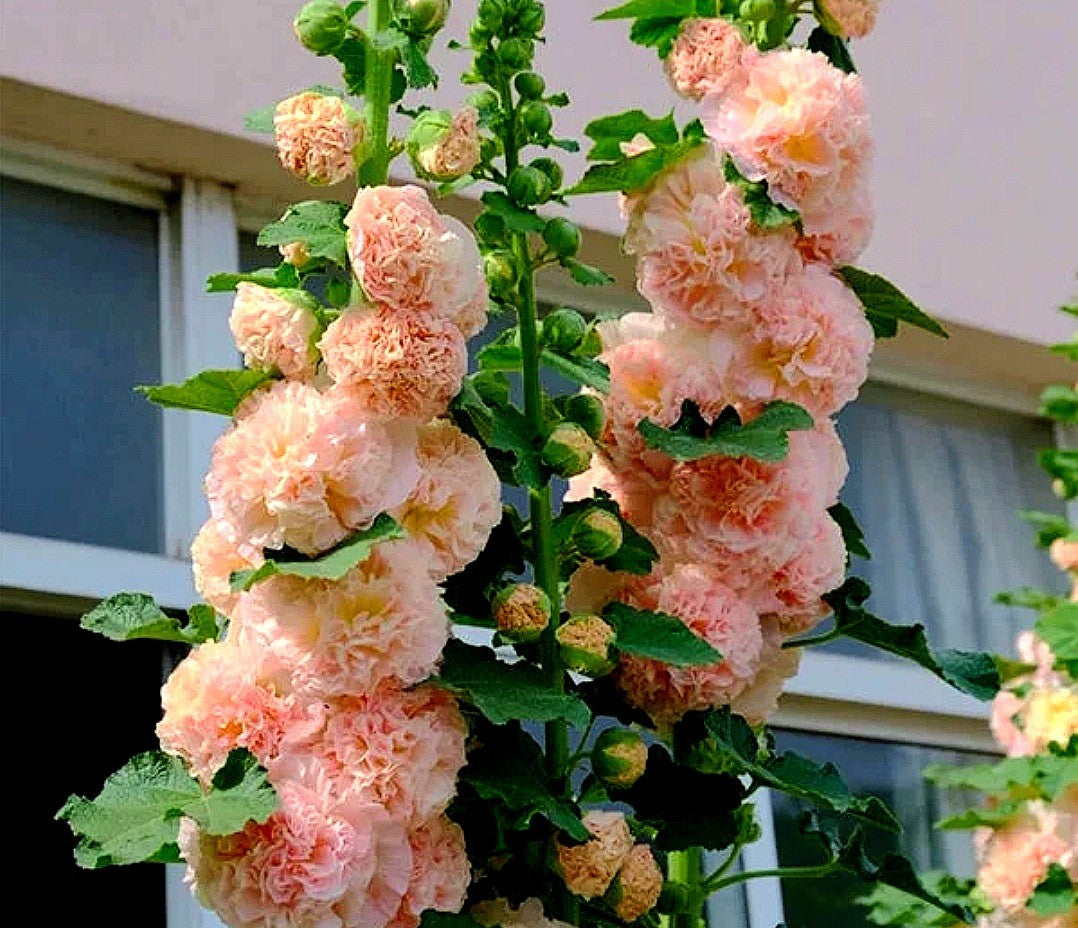 Alcea Rosea' Peaches 'n Dreams Double Hollyhock