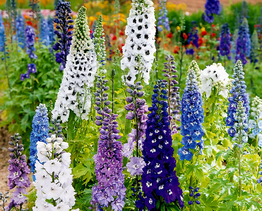 Delphinium' Magic Fountain Mix